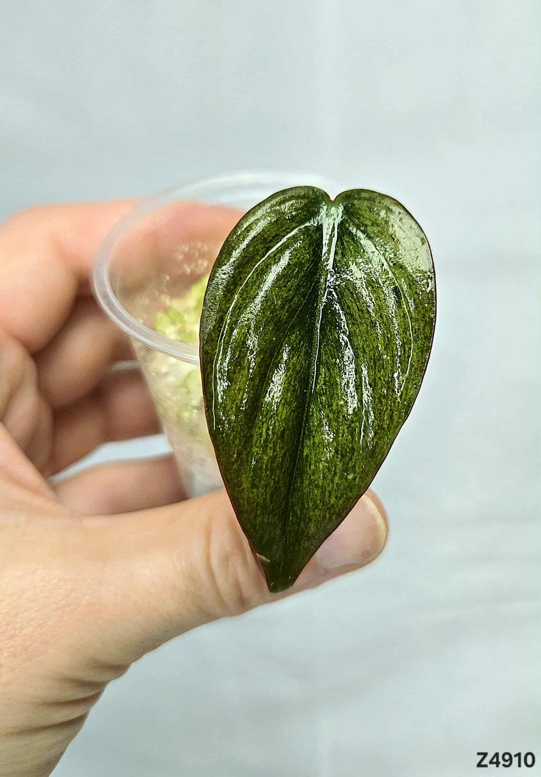 Philodendron Micans Mint #Z4910