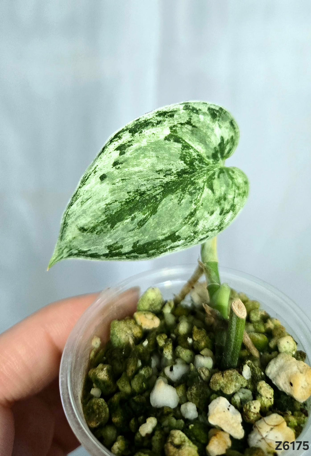 Scindapsus Perlas #Z6175