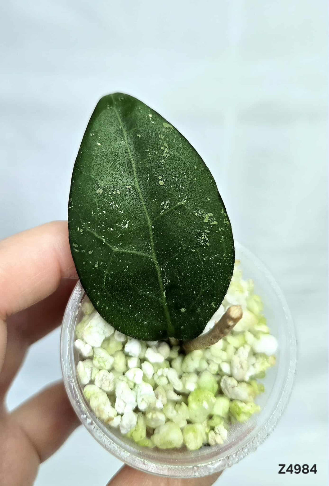 Hoya Parasitica Black Margin ⭐️ #Z4984