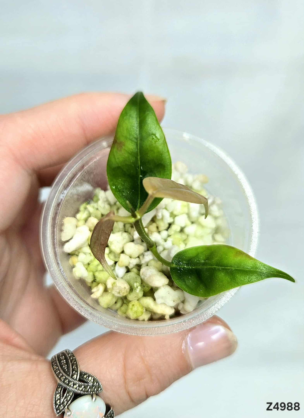 Hoya Iris Marie ⭐️ #Z4988