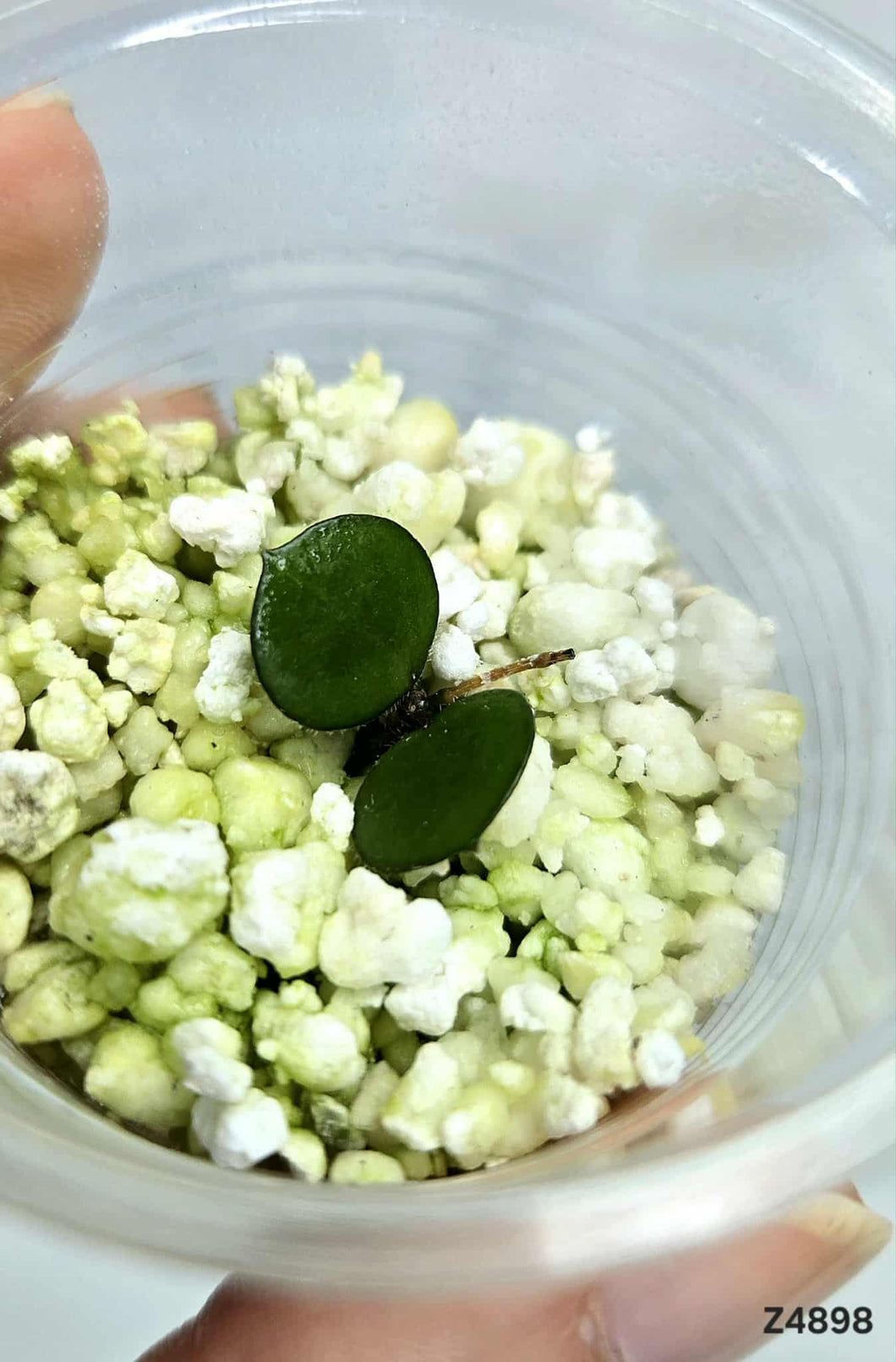 Hoya Peltata ⭐️ #Z4898