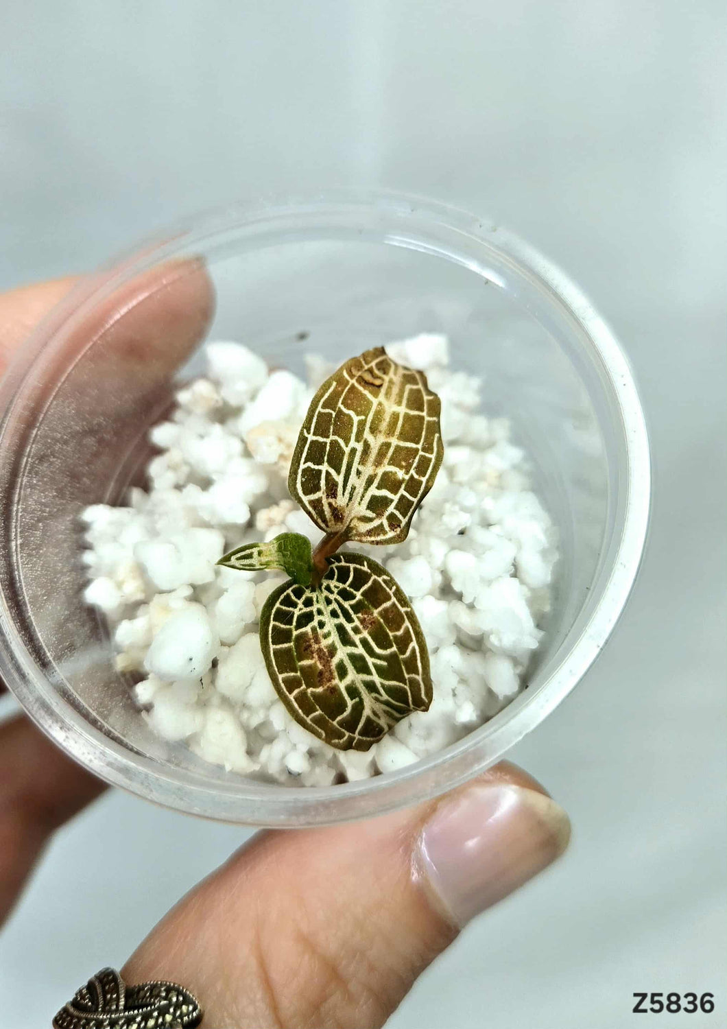 Orchidée Jewel #Z5836