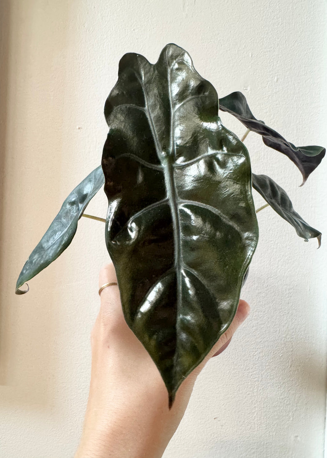 Alocasia chantrieri