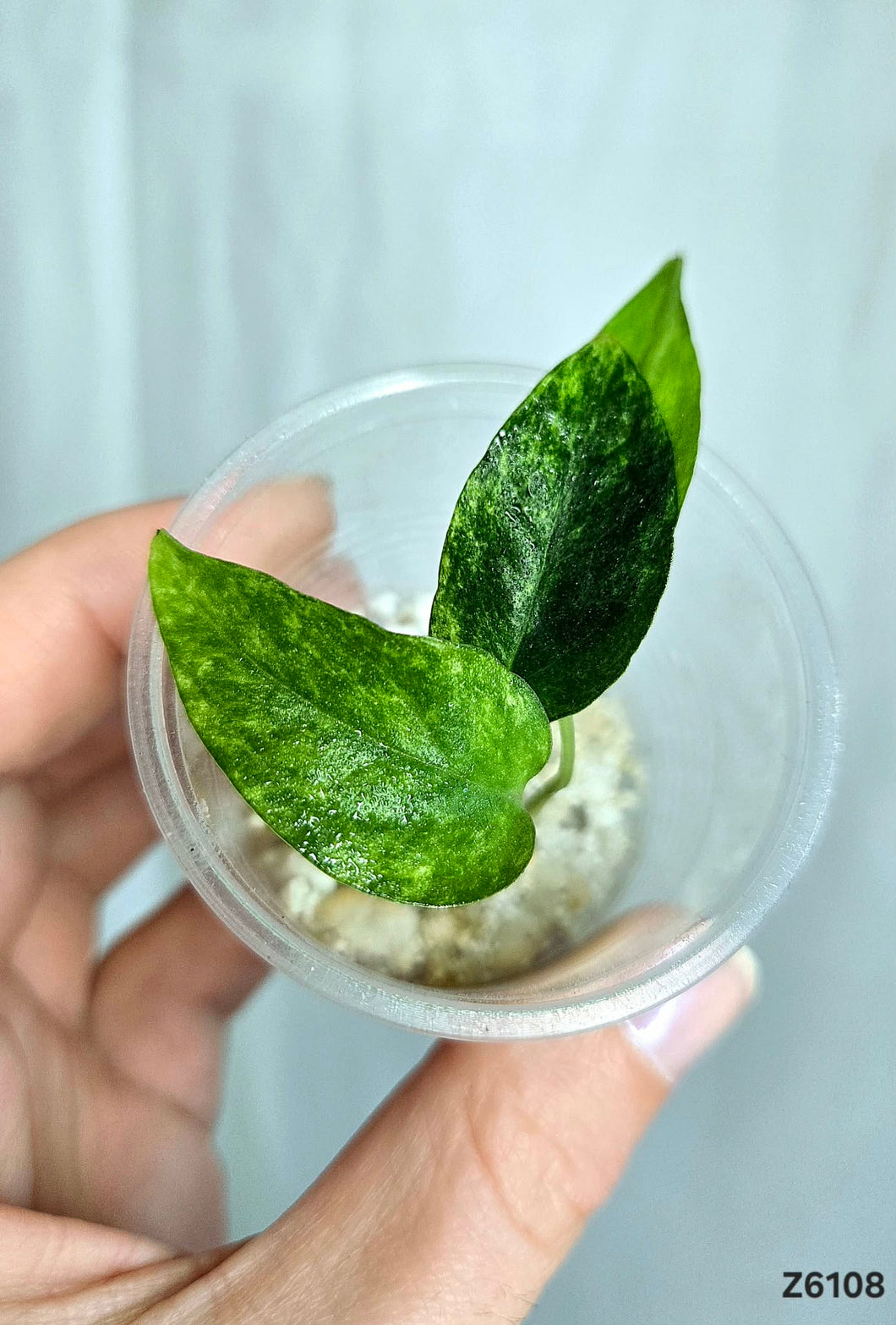 Epipremnum Yellow Star #Z6108