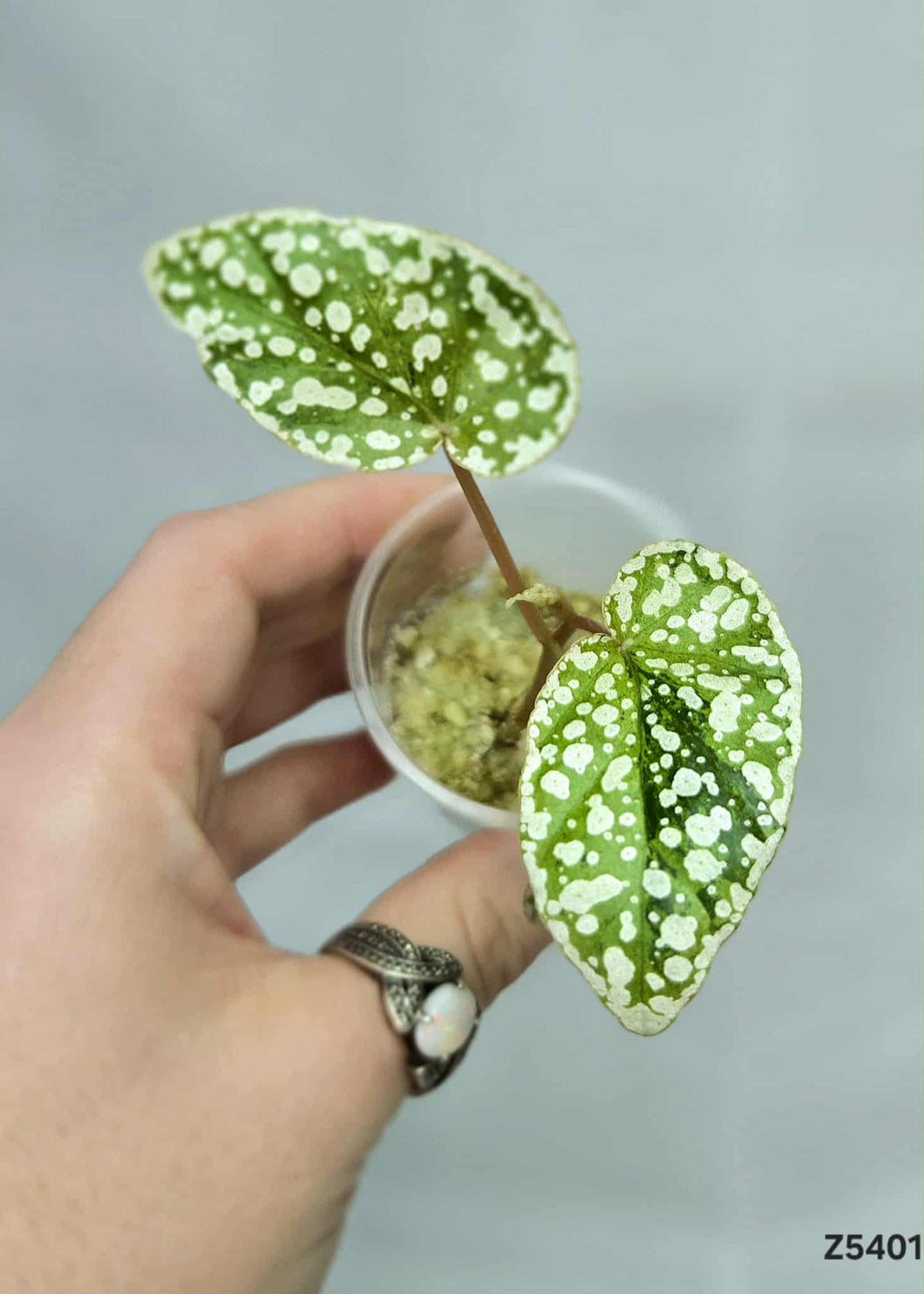 Bégonia Snowcapped Variegata #Z5401
