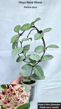 Load image into Gallery viewer, Plante Hoya Nova Ghost en pot, feuilles vertes rondes et vrilles enroulées
