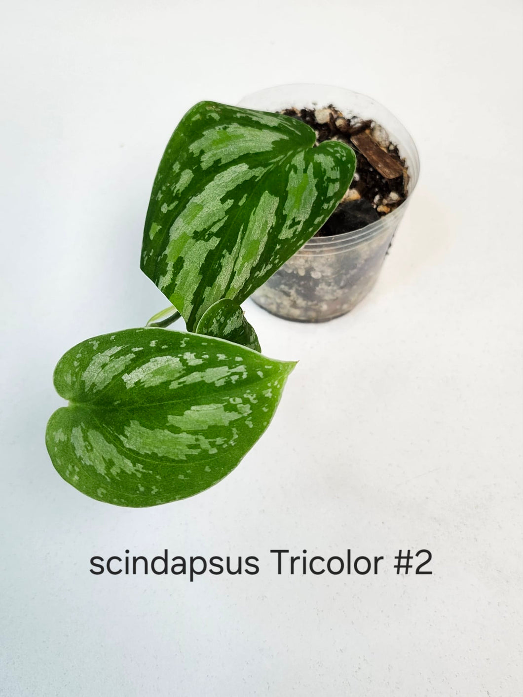 Scindapsus tricolor # 2