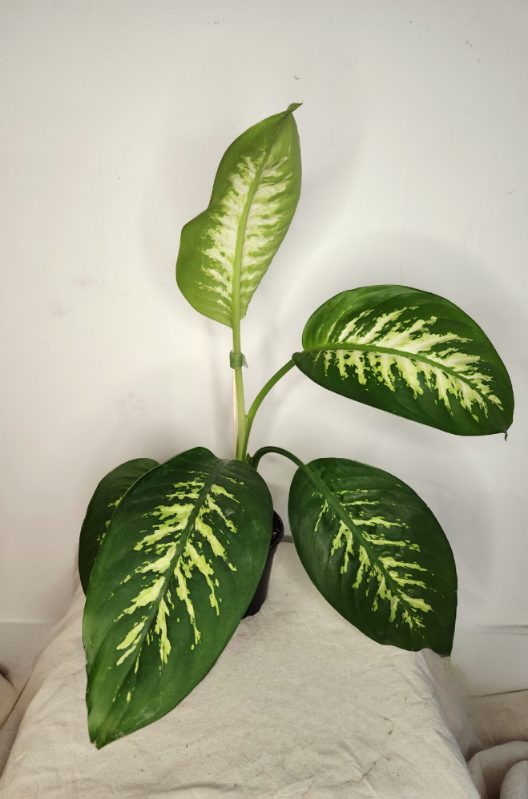 Dieffenbachia tropic snow