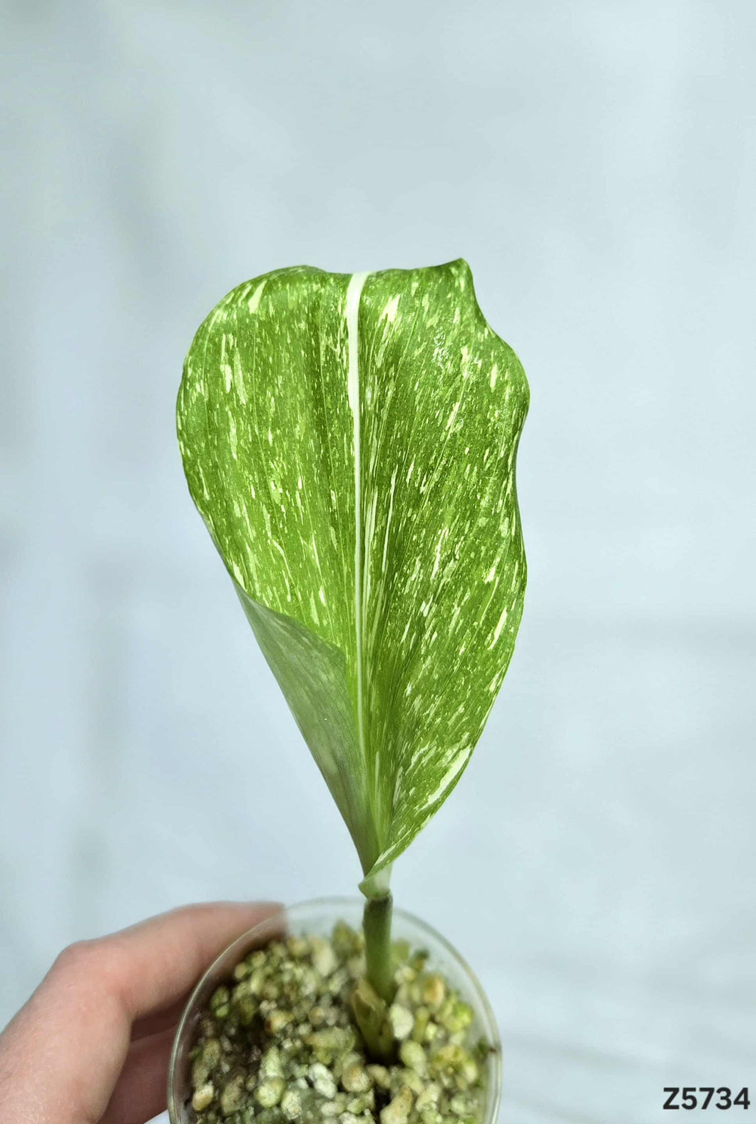 Kaempferia sp White Wagyu Variegata #Z5734