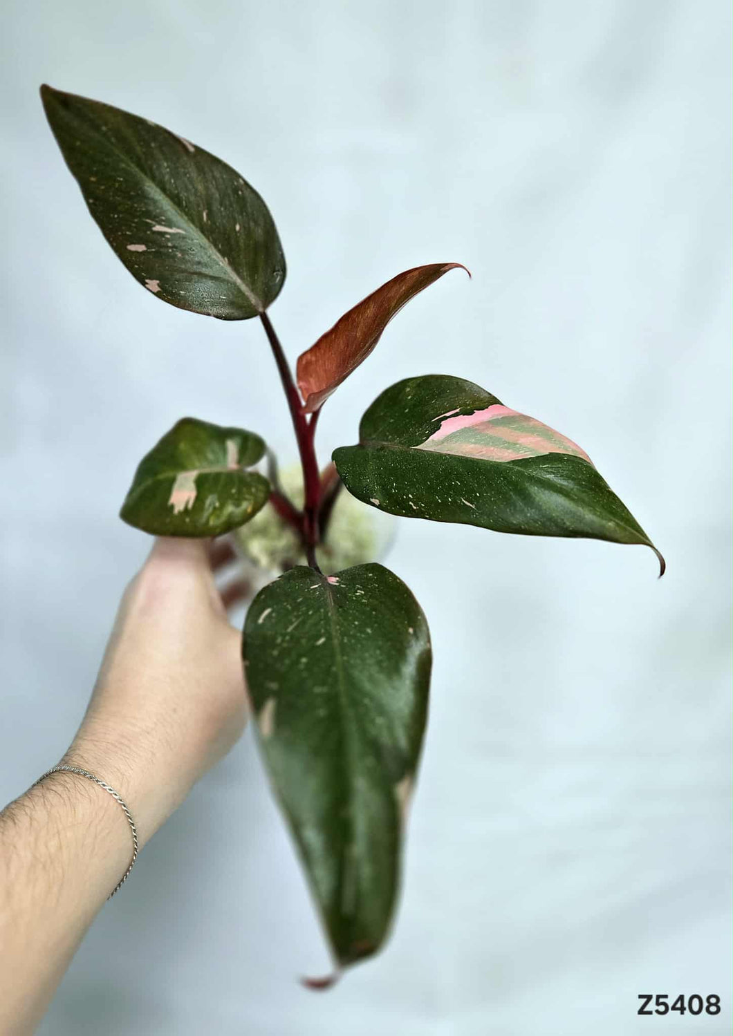 Philodendron Pink Princess Marble King #Z5408