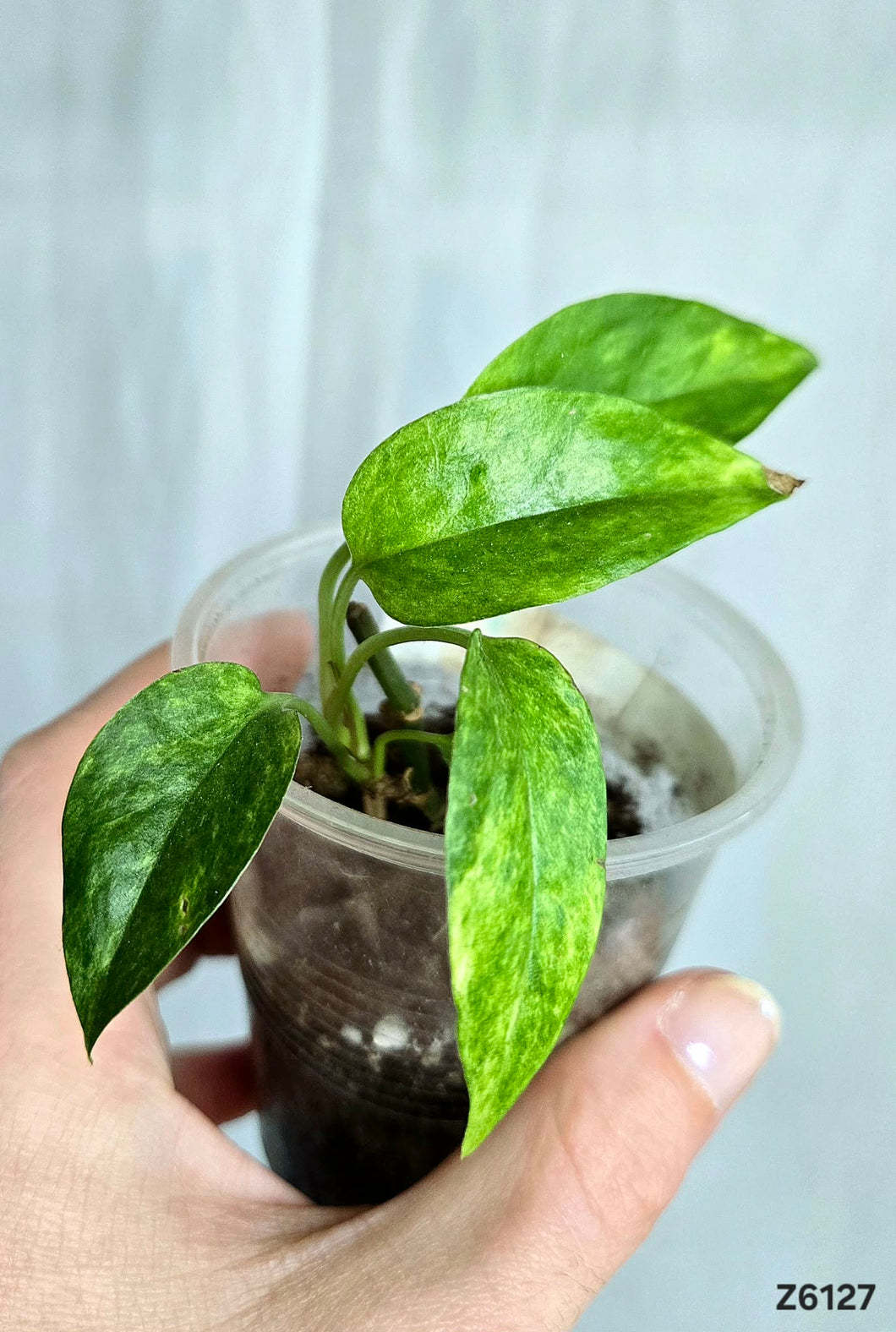 Epipremnum Yellow Star #Z6127