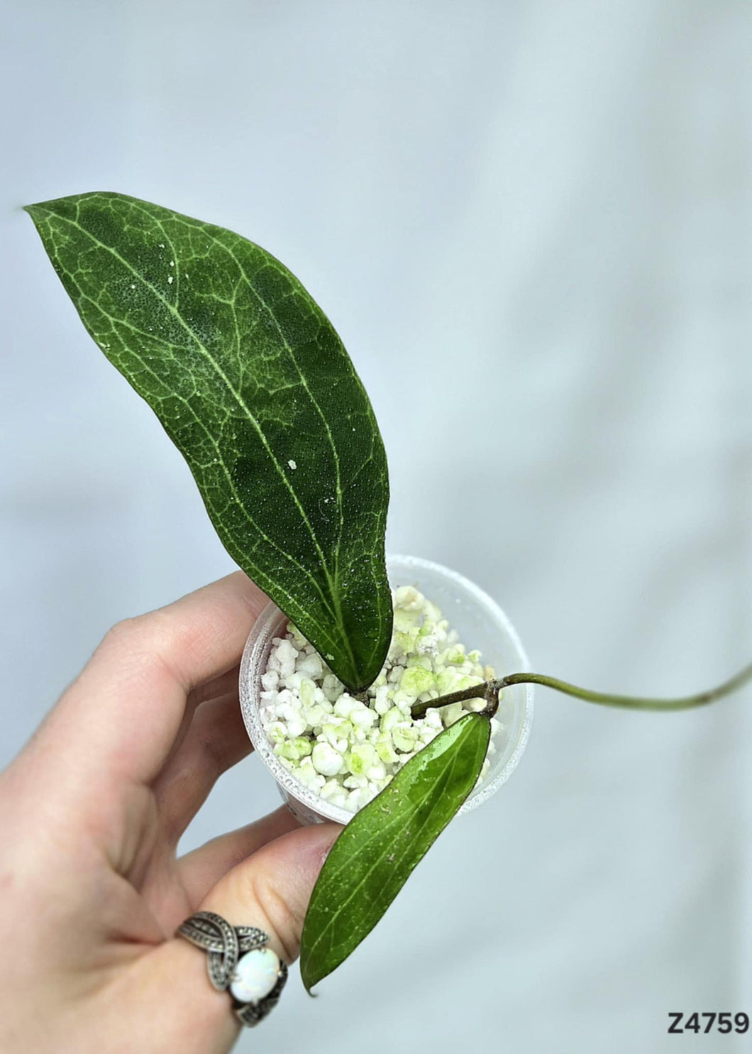 Hoya Camphorifolia ⭐️ #Z4759