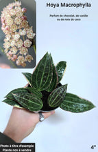 Charger l&#39;image dans la galerie, Hoya Macrophylla ⭐️ #Z2580
