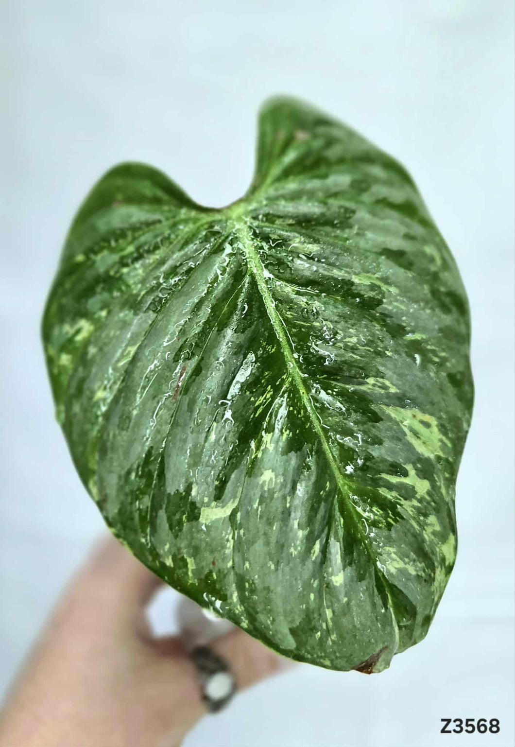 Philodendron Sodiroi Variegata #Z3568