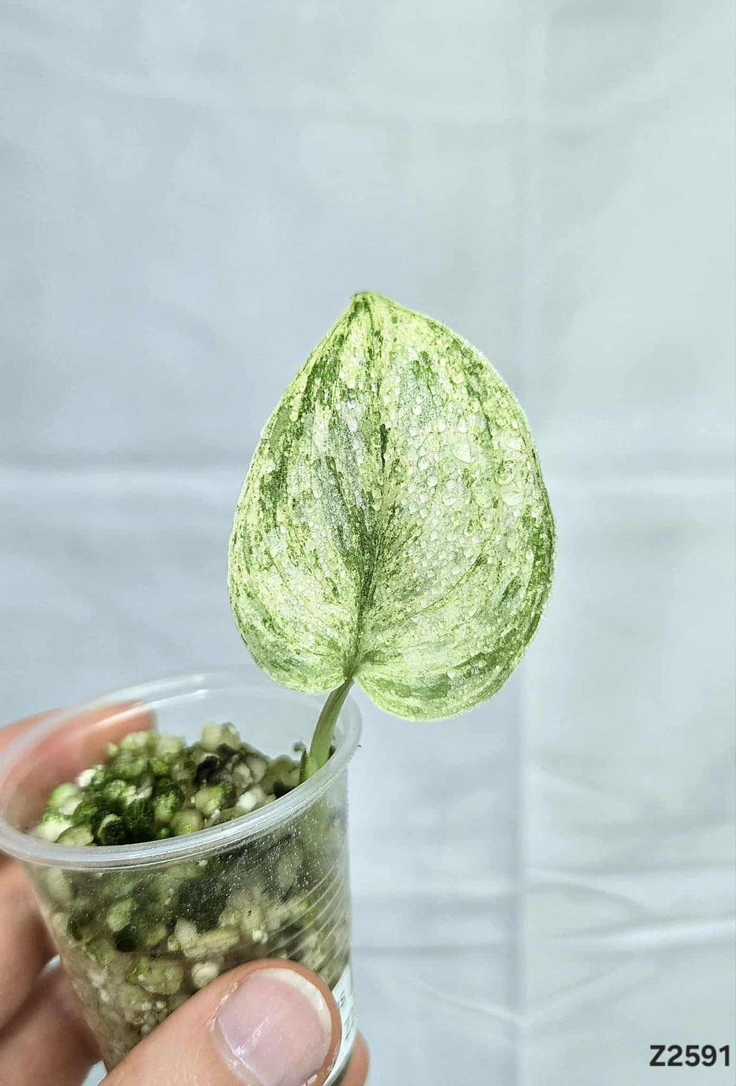 Scindapsus Peasun #Z2591