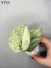 Load image into Gallery viewer, Scindapsus 'Peasun'
