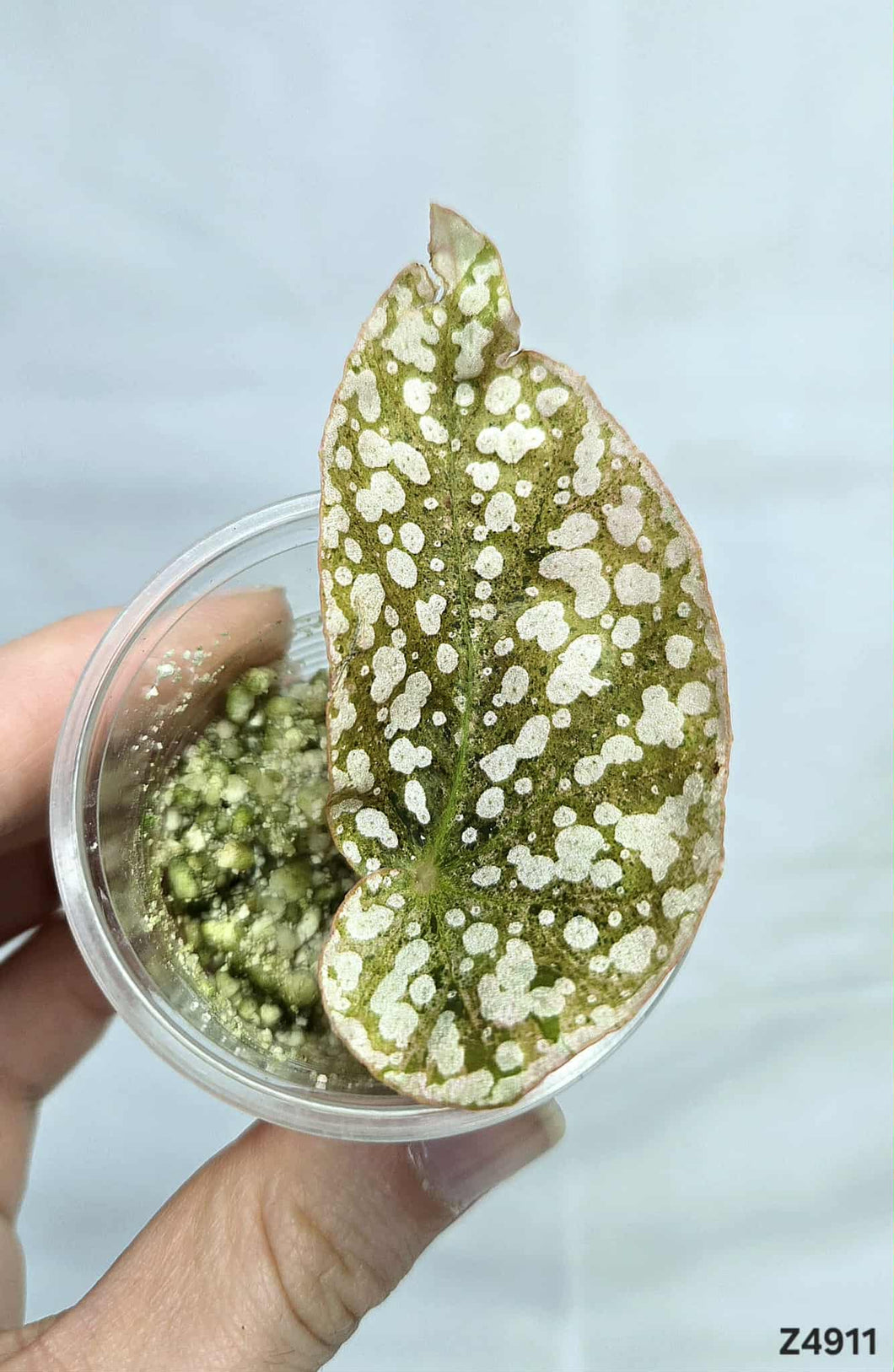Bégonia Snowcapped Variegata #Z4911