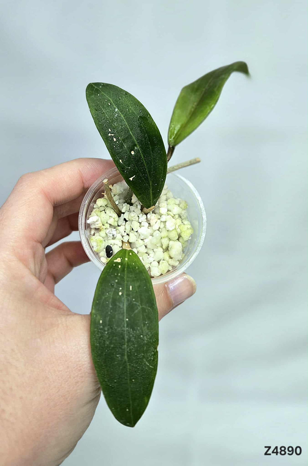 Hoya Camphorifolia ⭐️ #Z4890