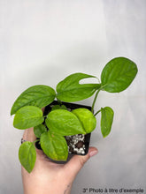 Load image into Gallery viewer, Epipremnum Baltic Blue
