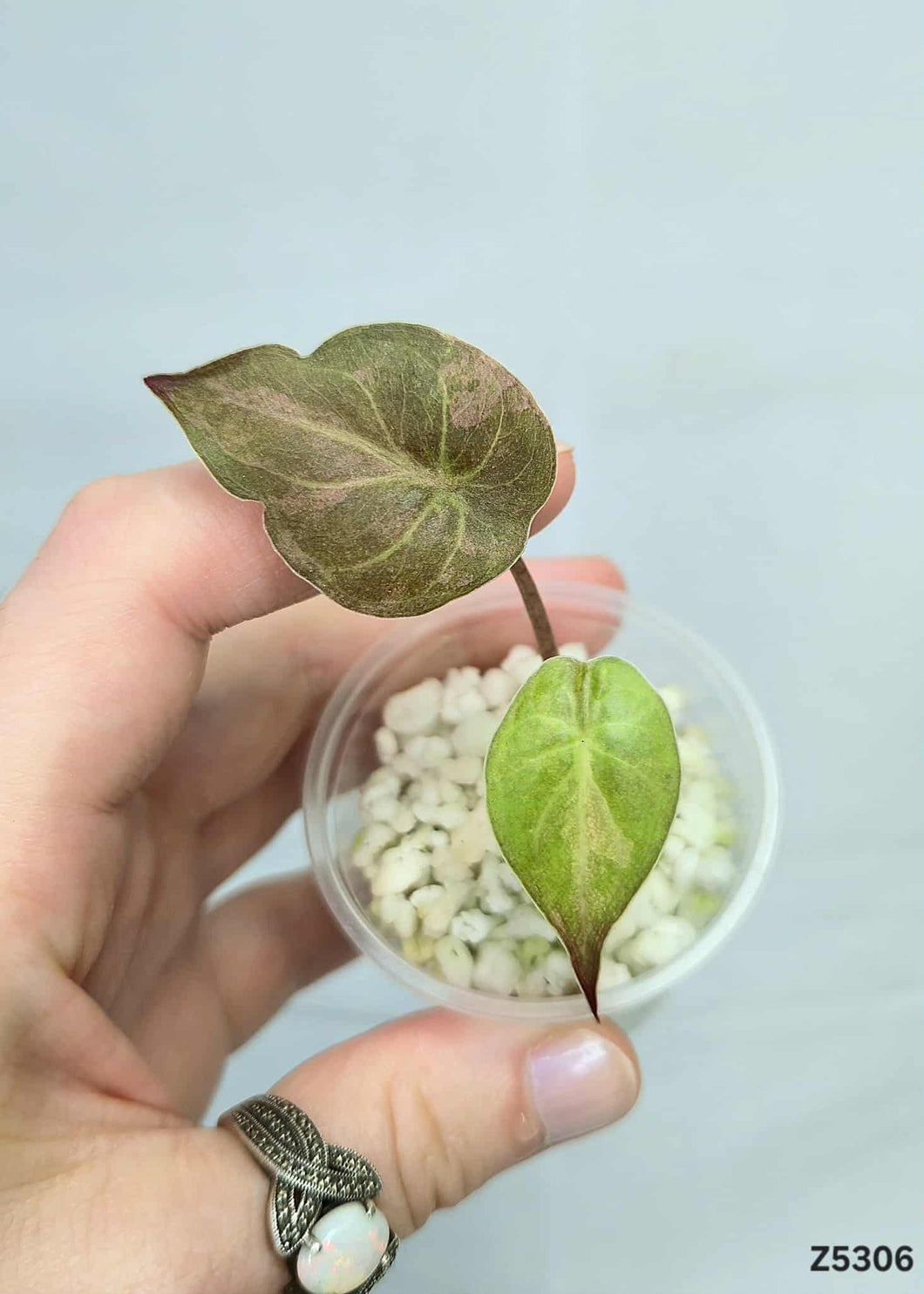 Alocasia Wentii Variegata #Z5306