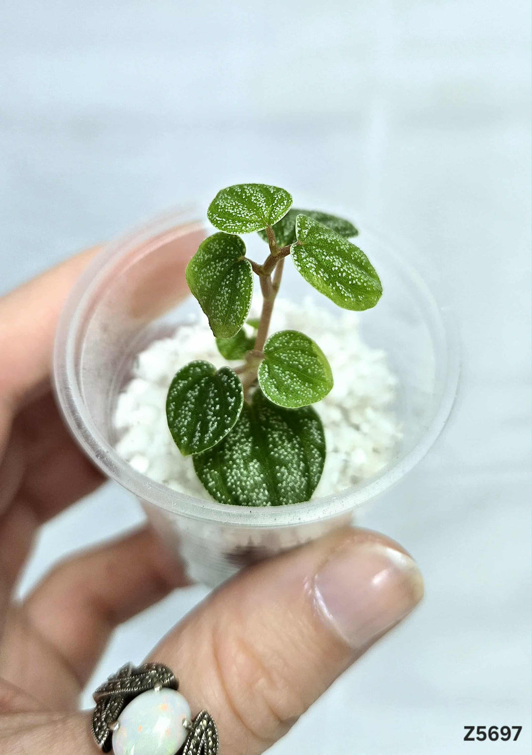 Peperomia Antoniana Green #Z5697