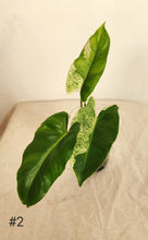 Charger l&#39;image dans la galerie, Philodendron burble marx mint
