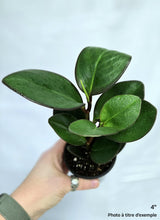 Charger l&#39;image dans la galerie, Peperomia obtusifolia ⭐️
