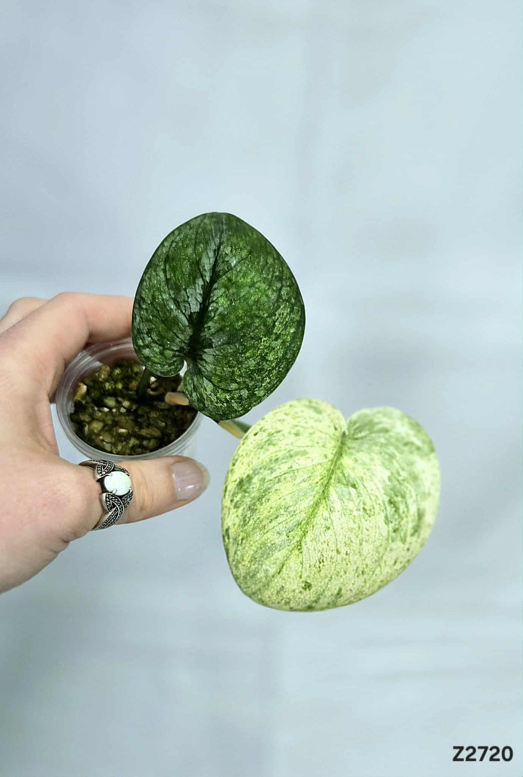 Scindapsus Halimoon #Z2720