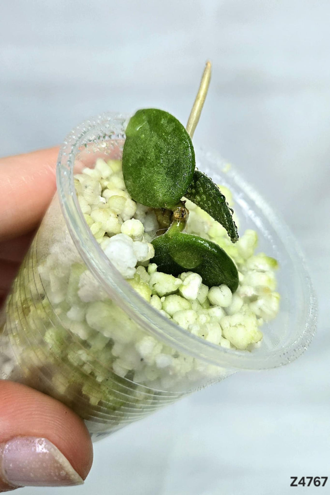 Hoya Nummularioides ⭐️ #Z4767