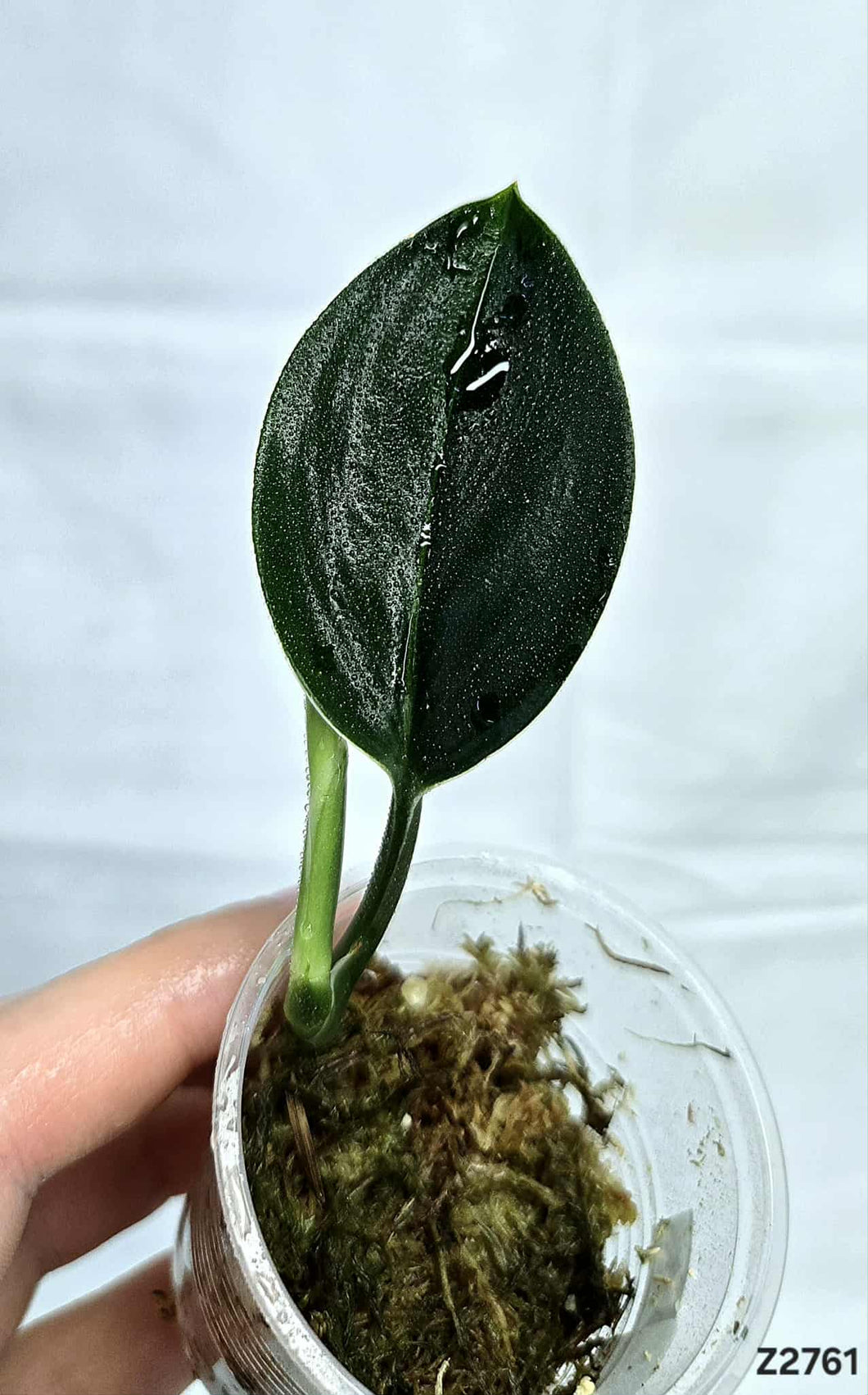 Scindapsus Treubii Dark #Z2761