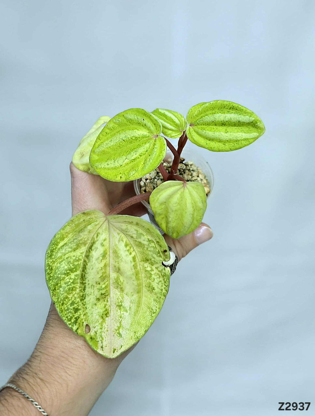 Peperomia Watermelon Variegata ⭐️ #Z2937