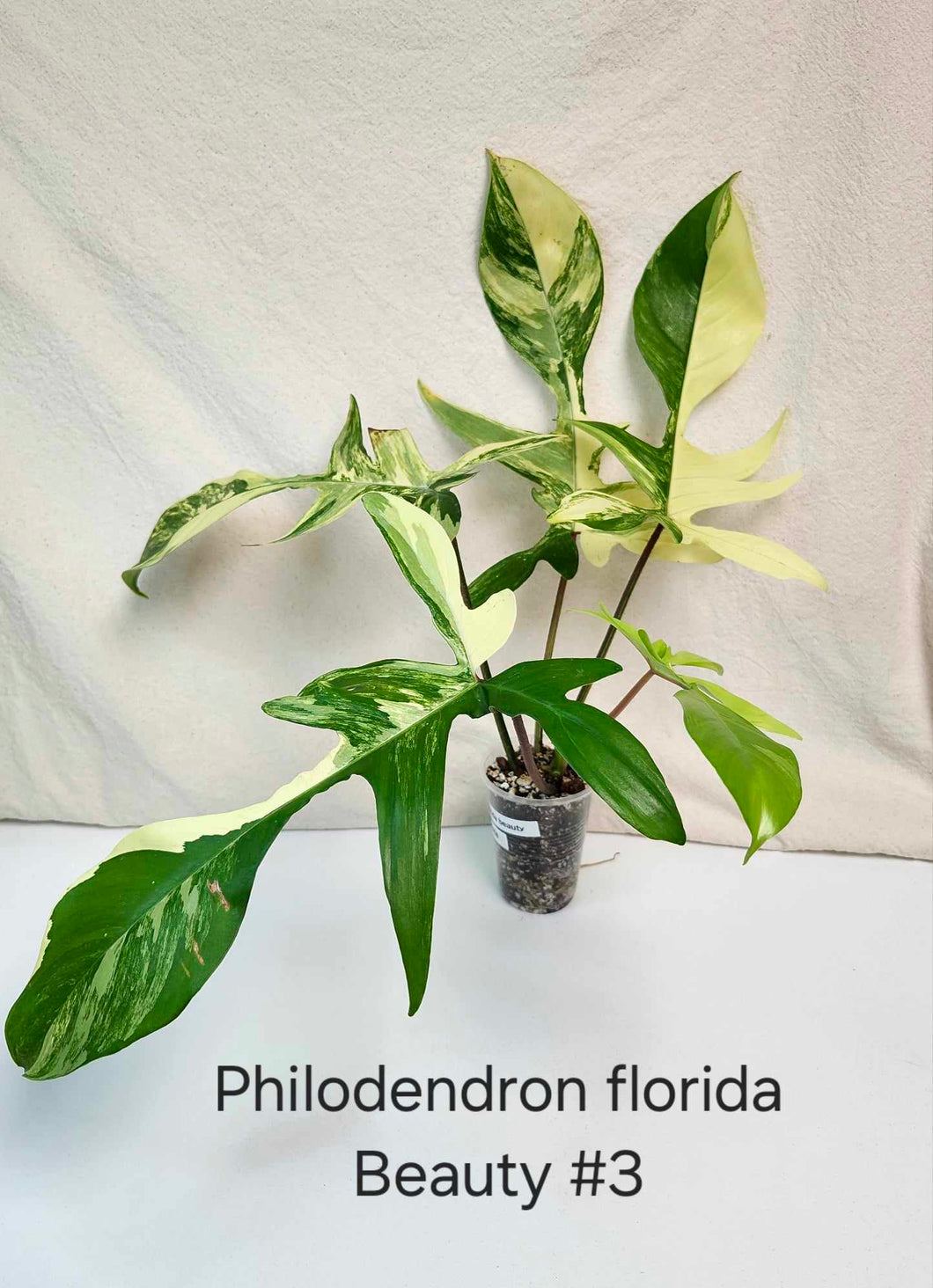 Philodendron florida beauty #3