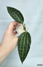 Charger l&#39;image dans la galerie, Hoya Macrophylla ⭐️ #Z2580
