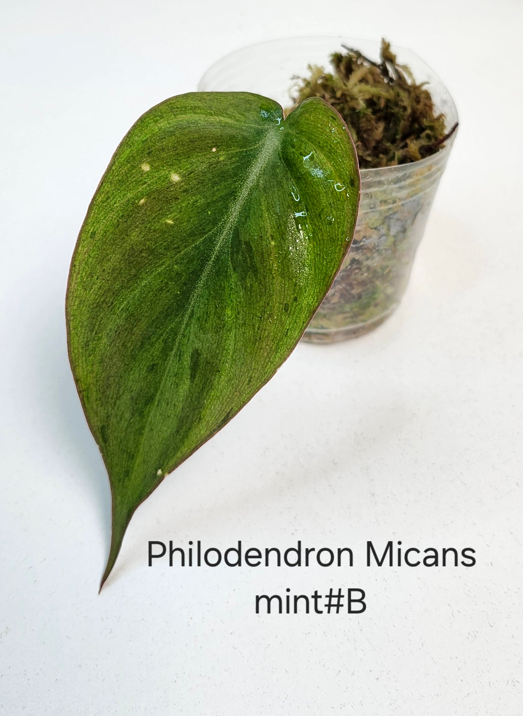 Philodendron Mican mint #B