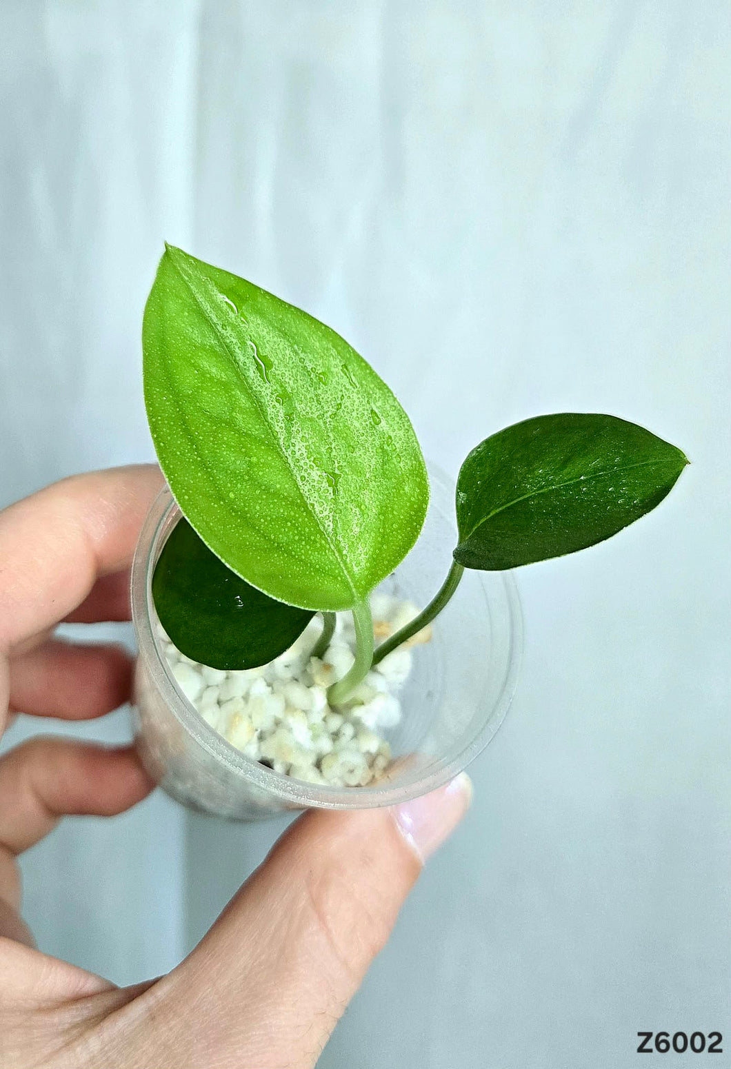 Pothos Manjula Revert #Z6002