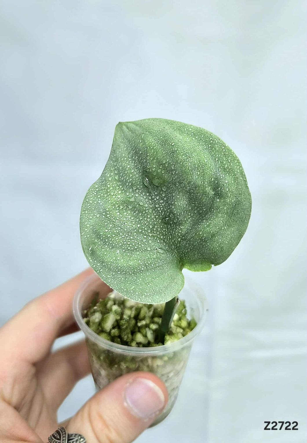 Scindapsus Platinum #Z2722