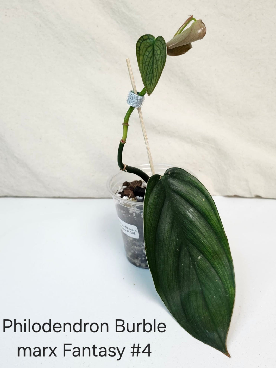 Philodendron burble marx fantasy #4