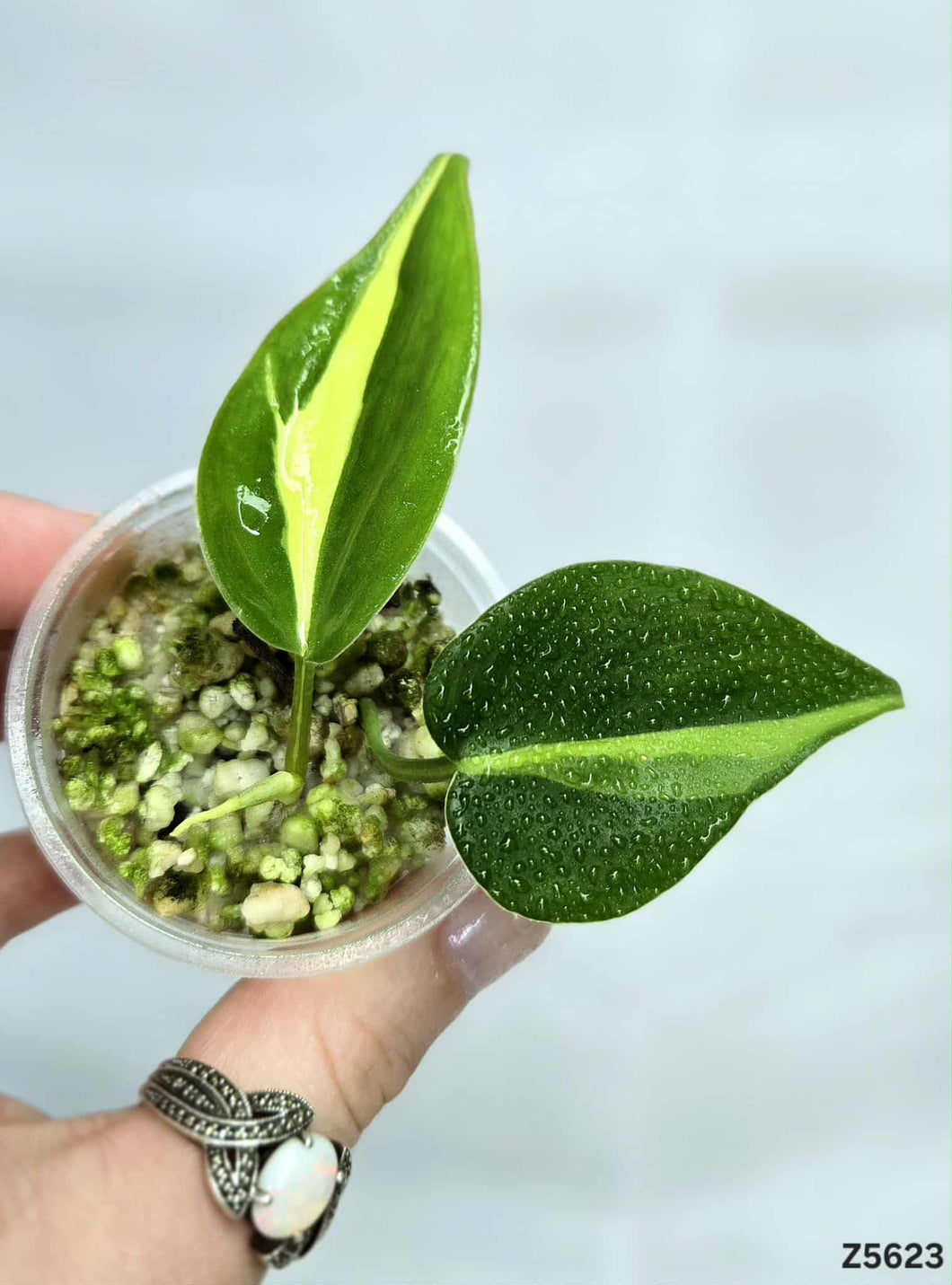 Philodendron Brazil #Z5623