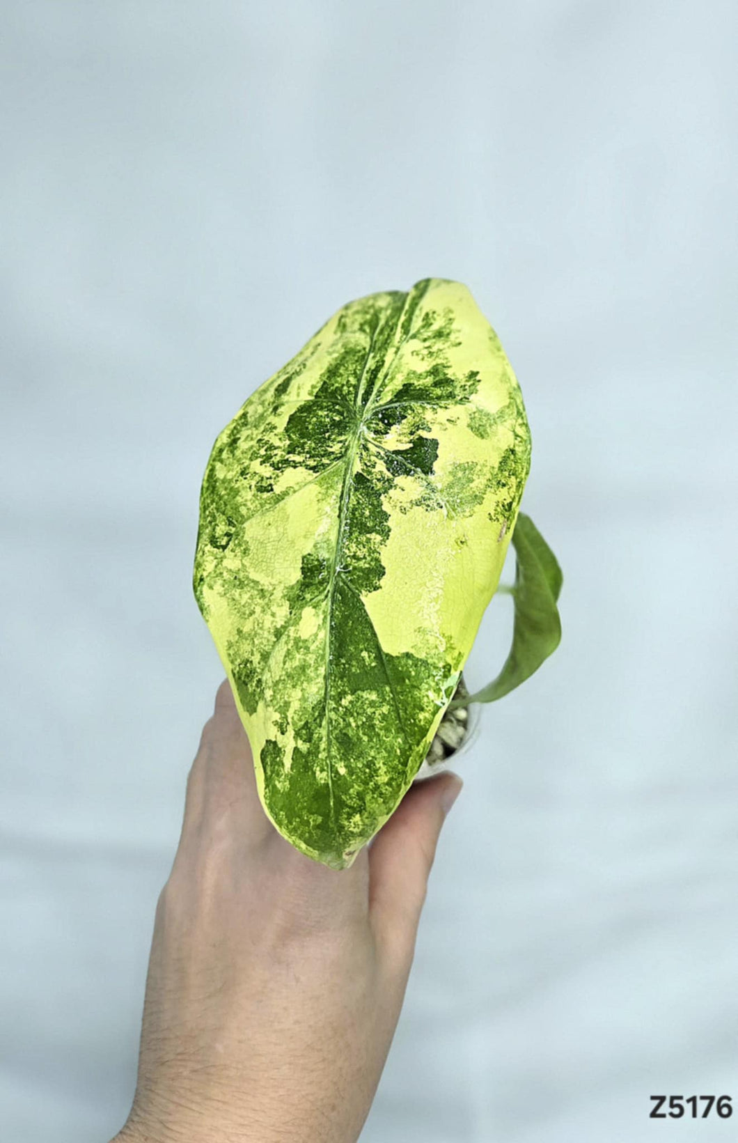 Alocasia longiloba Variegata  X Pink Dragon Aurea #Z5176