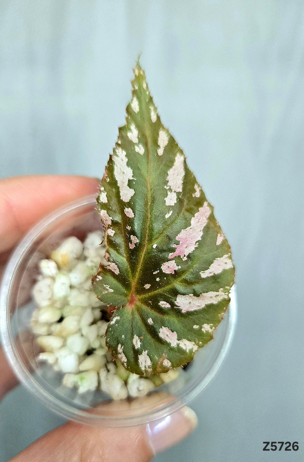 Bégonia Brevirimosa  #Z5726