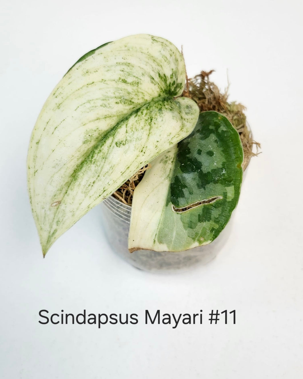 Scindapsus mayari #11