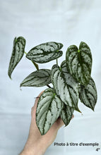Load image into Gallery viewer, Philodendron brandtianum
