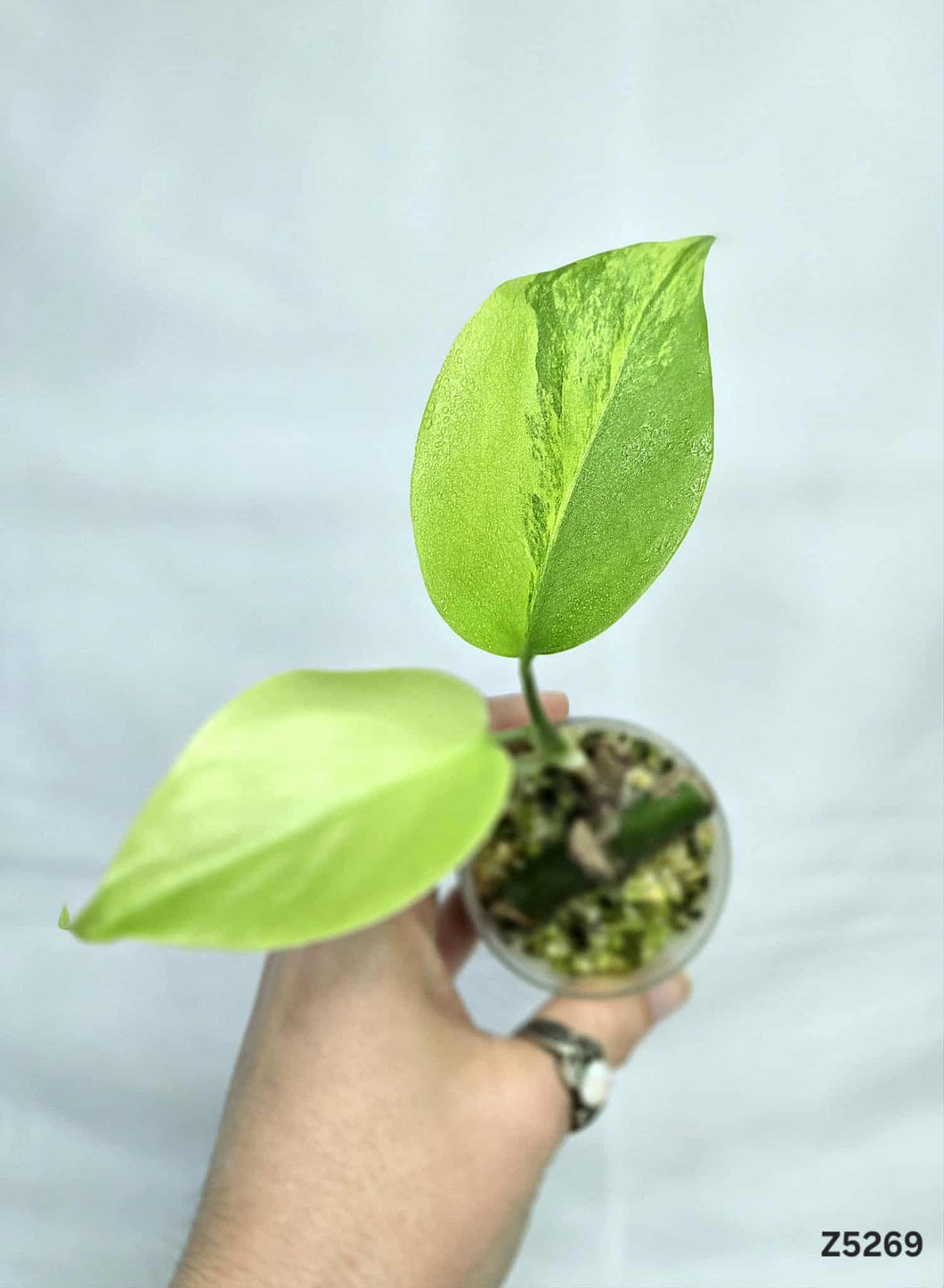 Monstera Aurea Tricolore #Z5269