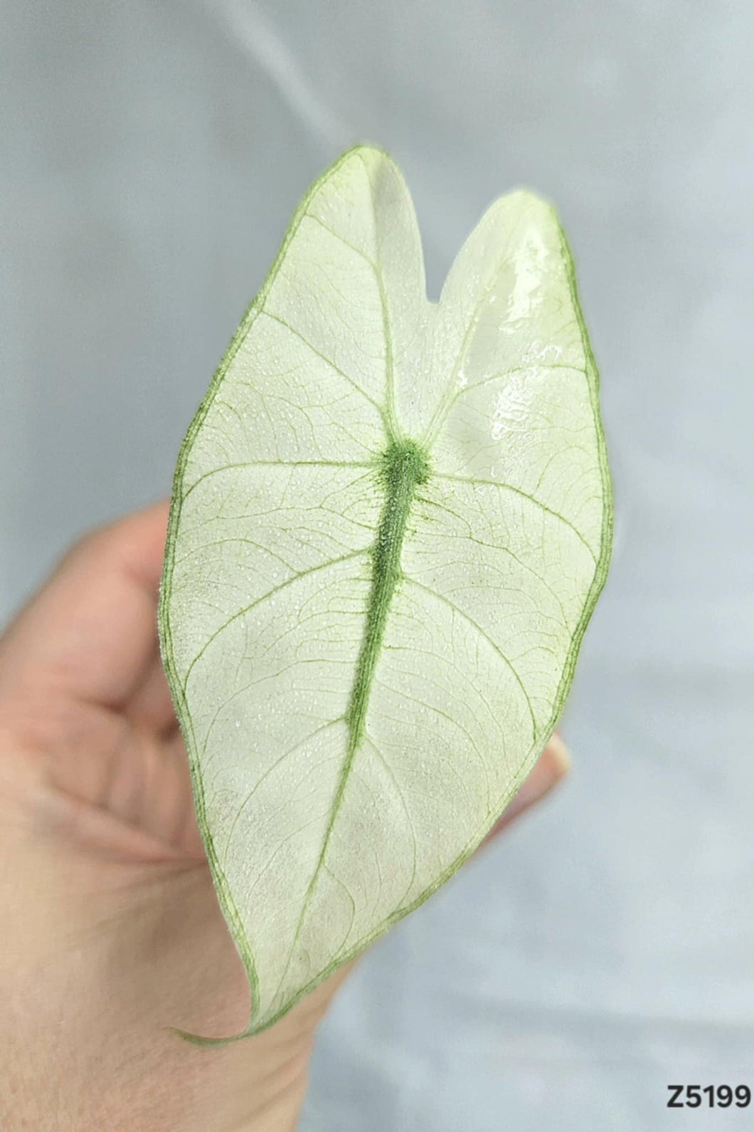 Alocasia Pink Dragon Mint #Z5199
