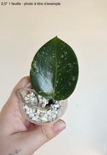 Charger l'image dans la galerie, Hoya Verticillata Splash⭐️
