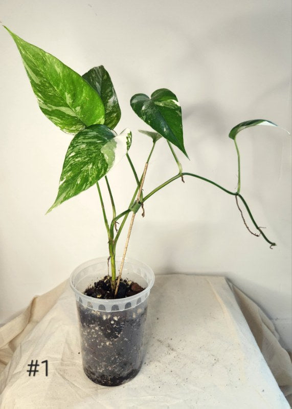 Epipremnum pinnatum albo