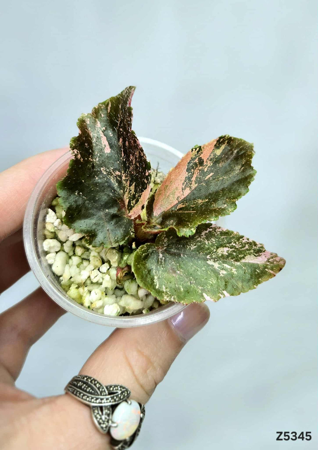 Bégonia Galaxy #Z5345