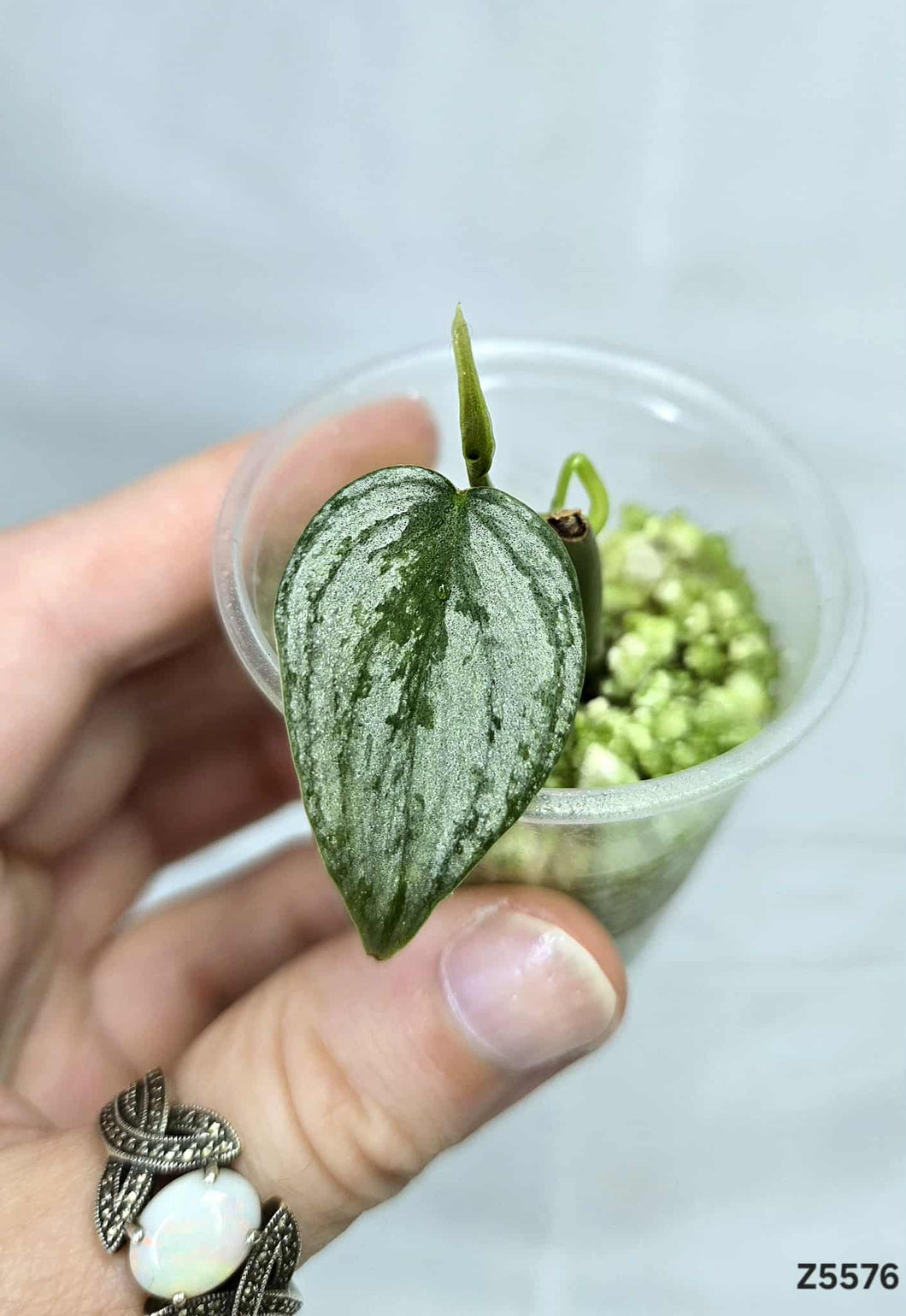 Philodendron Brandtianum #Z5576