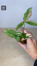 Charger l&#39;image dans la galerie, Syngonium tricolore
