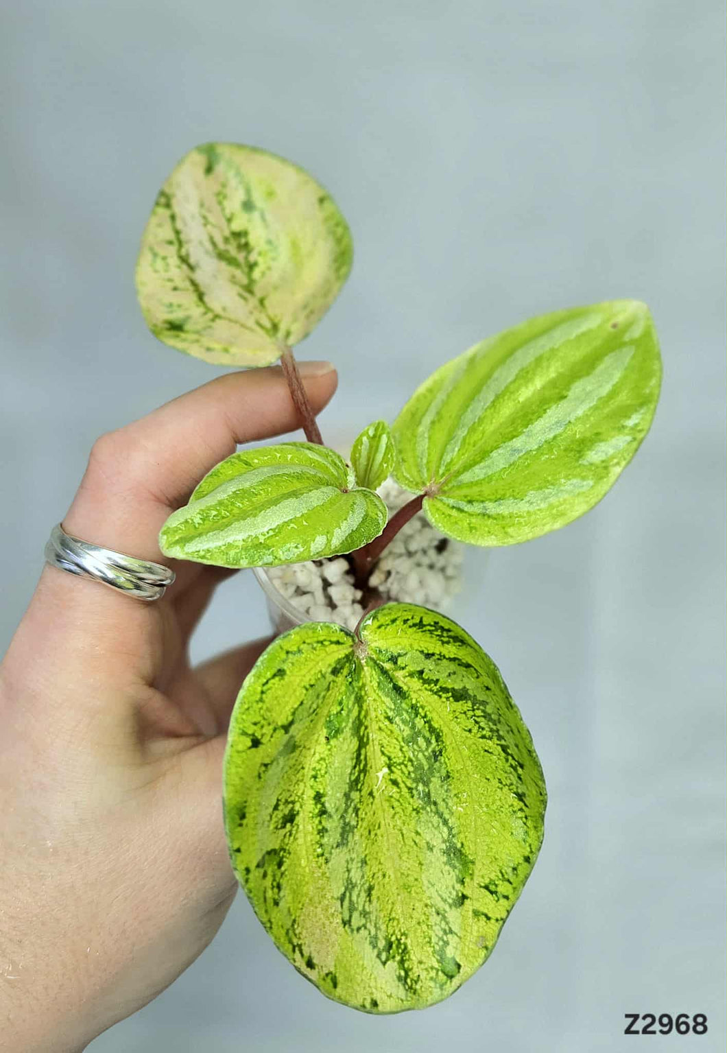 Peperomia Watermelon Variegata ⭐️ #Z2968